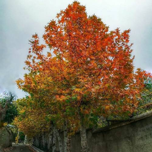 ابوالفضل محمدی ای خدایا یه کاری کن که دنیا همچو دردی